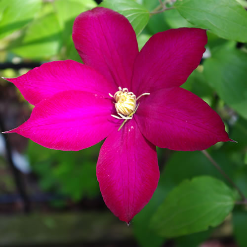 Clematis hybrida Bourbon